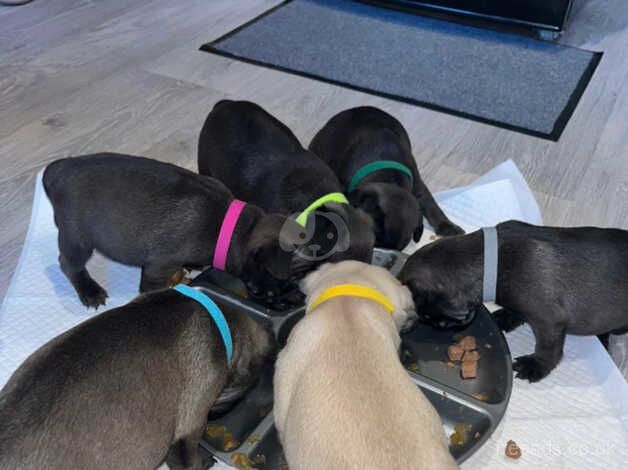 Pug puppy's for sale in Wigan, Greater Manchester - Image 4