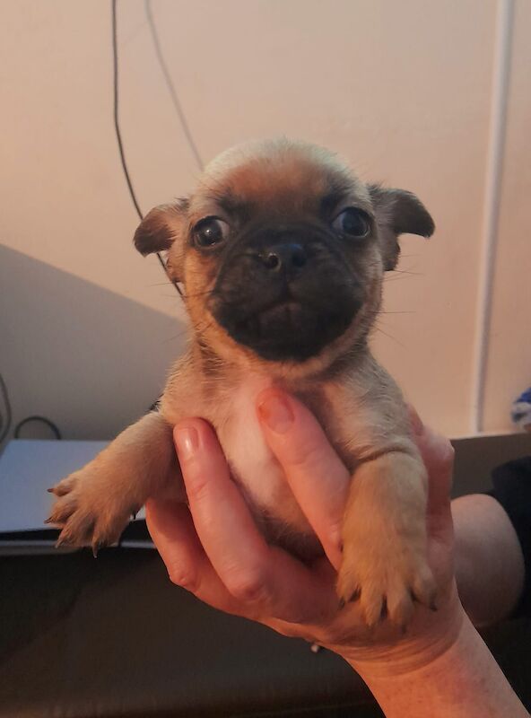 Pug puppys last 1 left (girl) for sale in Bishop Auckland, Durham - Image 3