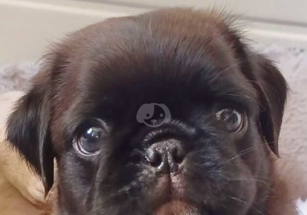 Pug pups blue, Lilac merle, chocolate koi for sale in Halstead, Essex