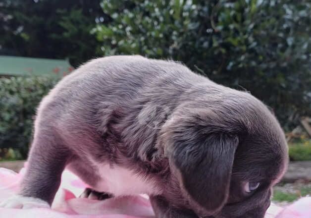 Pug pups blue, Lilac merle, chocolate koi for sale in Halstead, Essex - Image 2