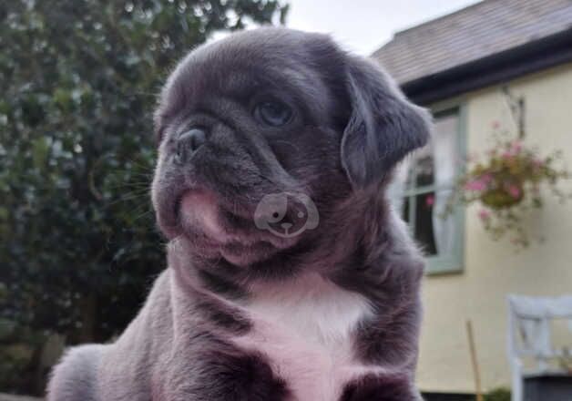 Pug Puppies for sale in Essex