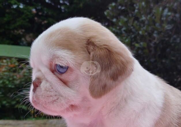 Pug pups blue, Lilac merle, chocolate koi for sale in Halstead, Essex - Image 5