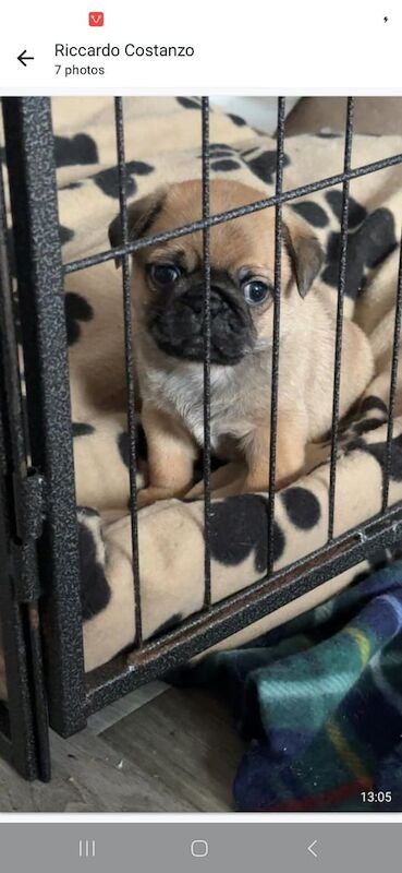 Pug/Shitzu puppies for sale in Larkhall, South Lanarkshire