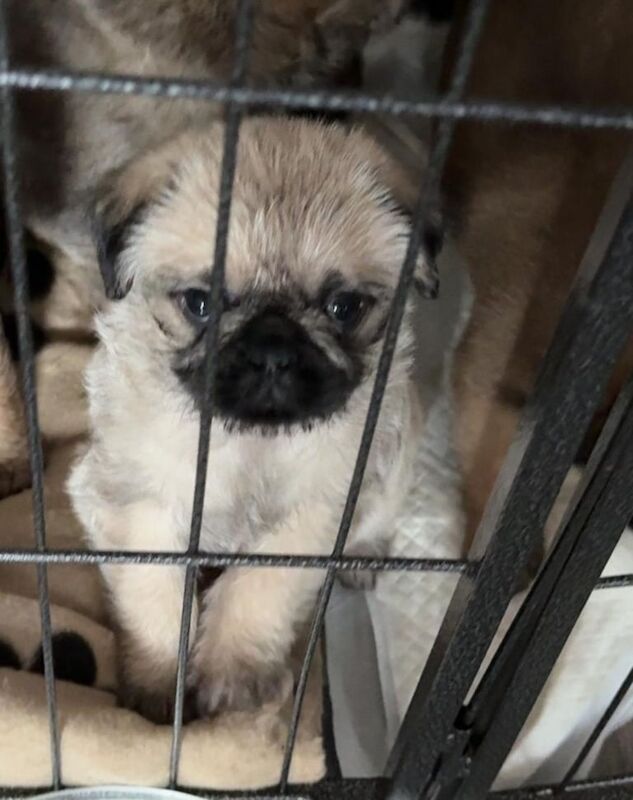 Pug/Shitzu puppies for sale in Larkhall, South Lanarkshire - Image 3