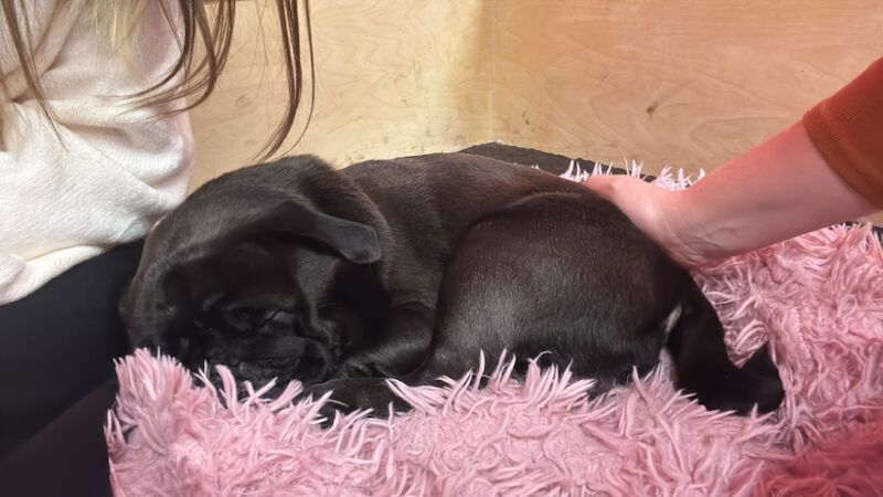 Pug wanted to rehome for sale in Hastings, East Sussex