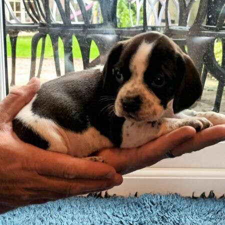 Pug x cavalier puppies ready now for sale in Griston, Norfolk - Image 2