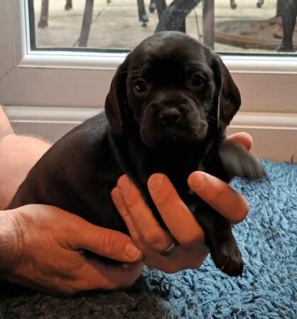 Pug x cavalier puppies ready now for sale in Griston, Norfolk - Image 3