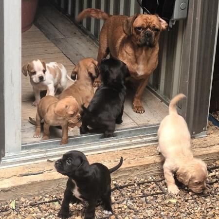 Pug x cavalier puppies ready now for sale in Griston, Norfolk - Image 4