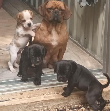 Pug x cavalier puppies ready now for sale in Griston, Norfolk - Image 5