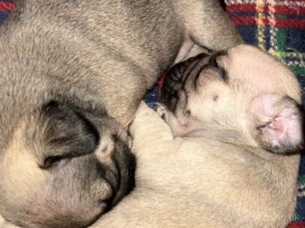 Puppies for sale in Doncaster, South Yorkshire - Image 3