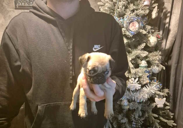 Puppy for sale in Wolverhampton, West Midlands