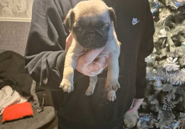 Pugs for sale in Wolverhampton, West Midlands