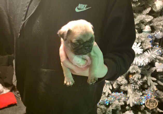 Pug Puppies for sale in West Midlands