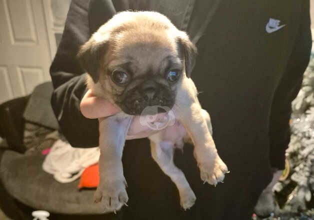 Pug Puppies for sale