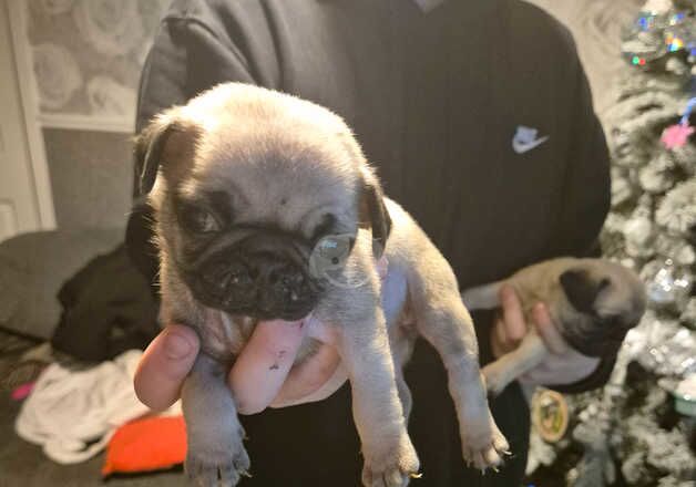 Puppy for sale in Wolverhampton, West Midlands - Image 5