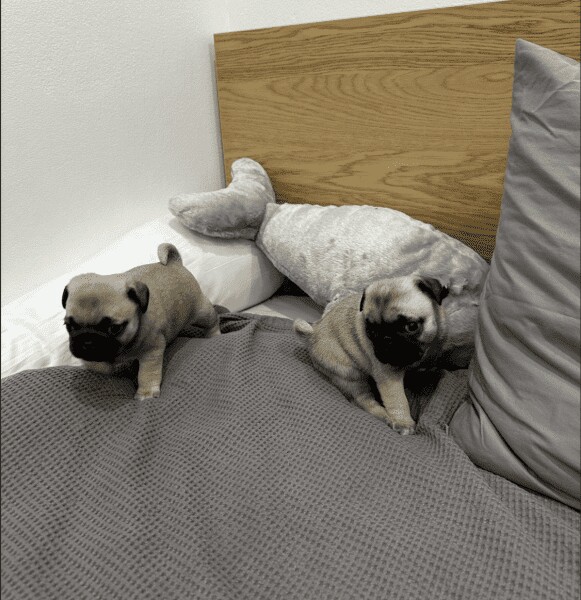 Purebred pug pups for sale in Maidstone, Kent