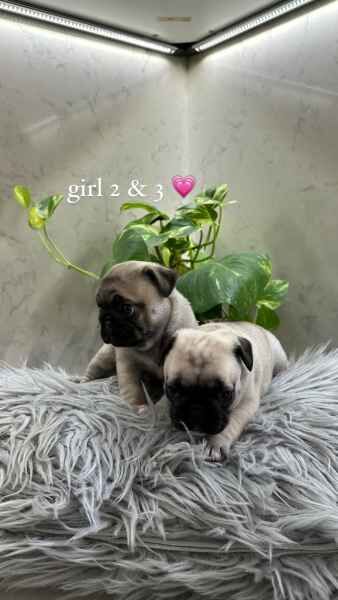 Pugs for sale in Maidstone, Kent