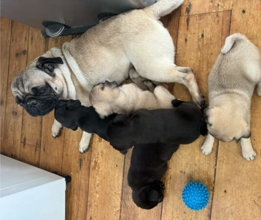 Pug Puppies for sale in Kent