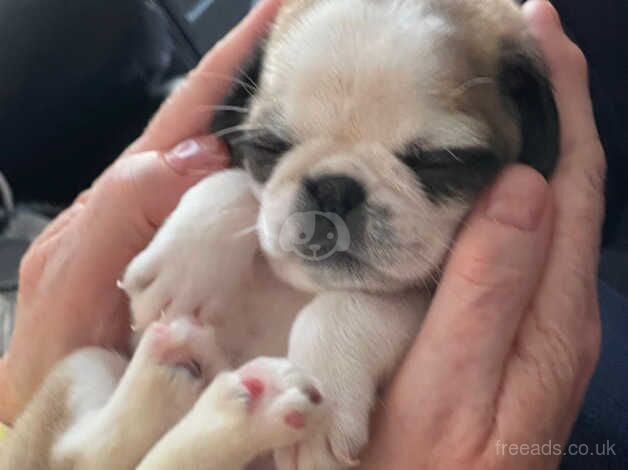 Rainbow beautiful pug pups for sale in Llandudno, Conwy - Image 2