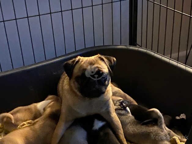 Rainbow beautiful pug pups for sale in Llandudno, Conwy - Image 3