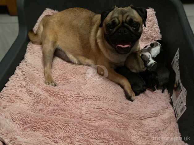 Rainbow beautiful pug pups for sale in Llandudno, Conwy - Image 5