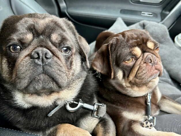 Rainbow Pugs Incoming for sale in Pontefract, West Yorkshire