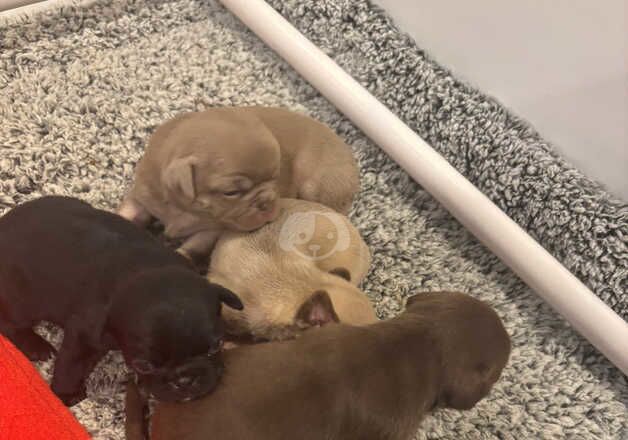 Pug Puppies For Sale