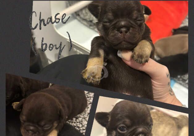 rare choc , black and white , fawn and white & 1 pink pug for sale in Hatfield, Hertfordshire - Image 4