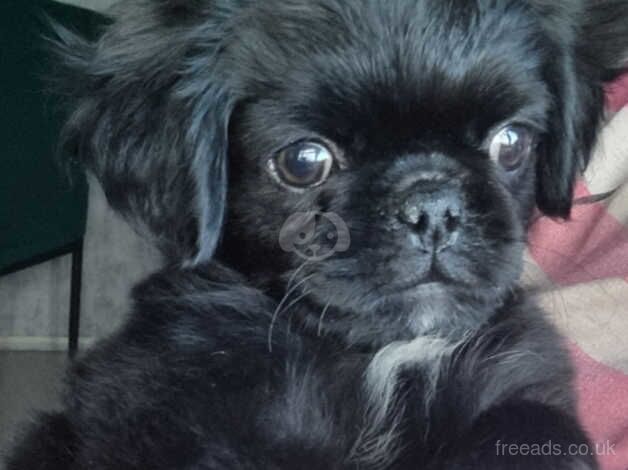 Rare fluffy pug puppy for sale in Harlow, Essex