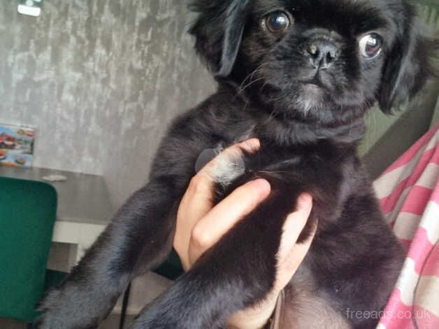 Rare fluffy pug puppy for sale in Harlow, Essex - Image 2