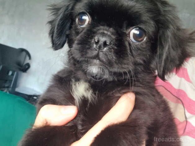 Rare fluffy pug puppy for sale in Harlow, Essex - Image 3