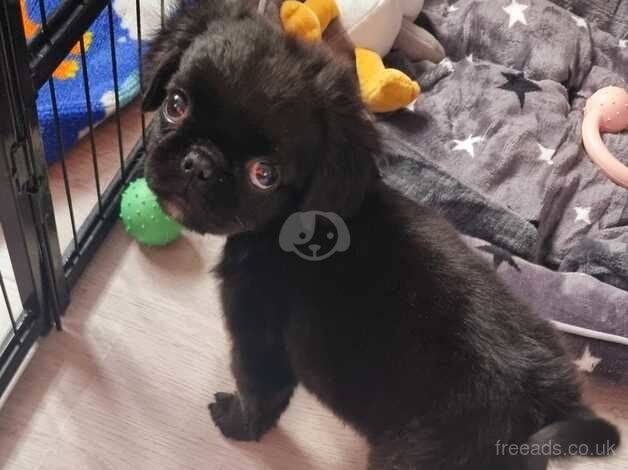 Rare fluffy pug puppy for sale in Harlow, Essex - Image 5