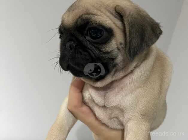 *Ready now* Beautiful KC Pug Puppy for sale in Colchester, Essex