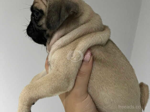 *Ready now* Beautiful KC Pug Puppy for sale in Colchester, Essex - Image 2