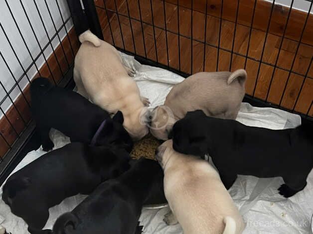 *Ready now* Beautiful KC Pug Puppy for sale in Colchester, Essex - Image 3