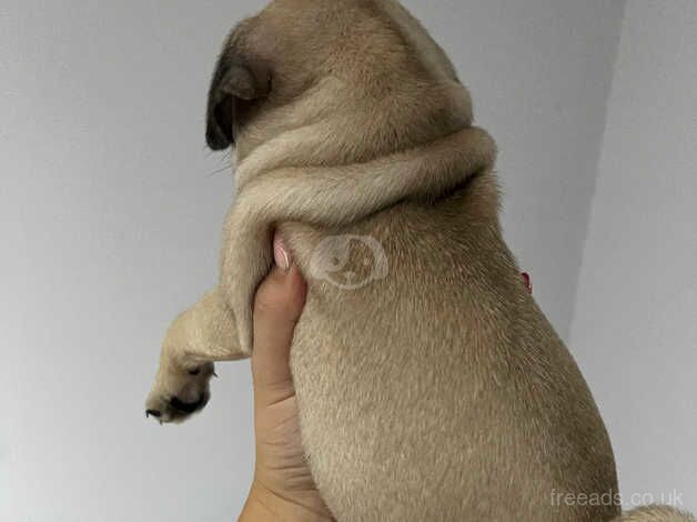 *Ready now* Beautiful KC Pug Puppy for sale in Colchester, Essex - Image 4