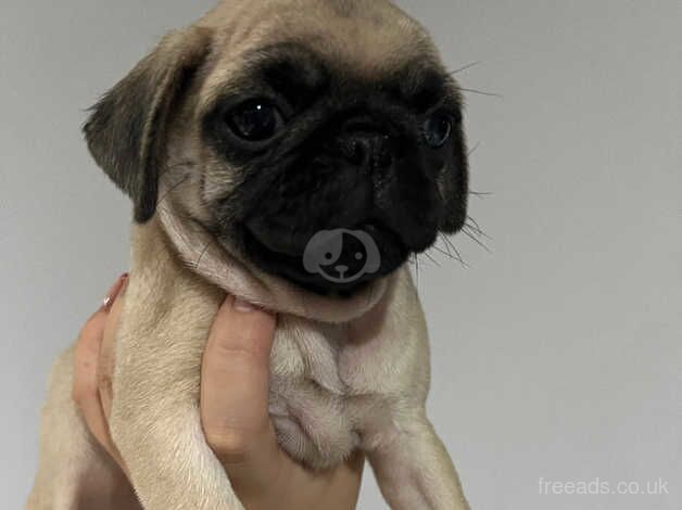 *Ready now* Beautiful KC Pug Puppy for sale in Colchester, Essex - Image 5