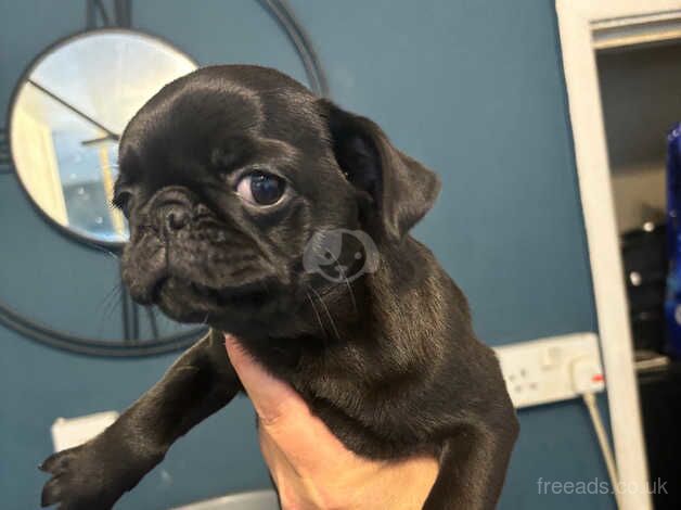 Perfect Match Little Pugs Puppies For Sale Now for sale in Rugby, Warwickshire - Image 2