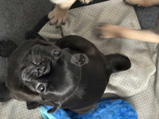 Perfect Match Little Pugs Puppies For Sale Now for sale in Rugby, Warwickshire - Image 4