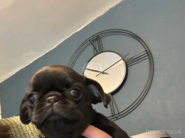 READY NOW!!! Female pug pup for sale in Rugby, Warwickshire - Image 3