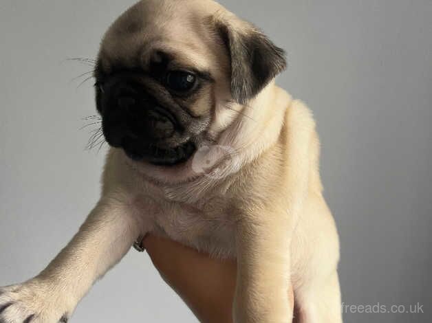 *Ready Now* Gorgeous KC Girl Pug Puppy for sale in Colchester, Essex