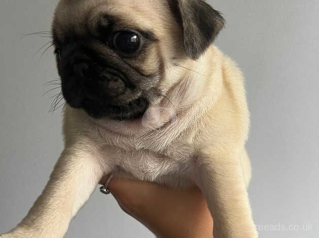 *Ready Now* Gorgeous KC Girl Pug Puppy for sale in Colchester, Essex - Image 2