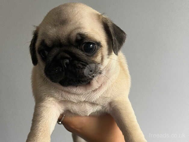 *Ready Now* Gorgeous KC Girl Pug Puppy for sale in Colchester, Essex - Image 3