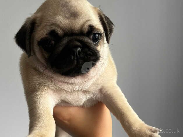 *Ready Now* Gorgeous KC Girl Pug Puppy for sale in Colchester, Essex - Image 4