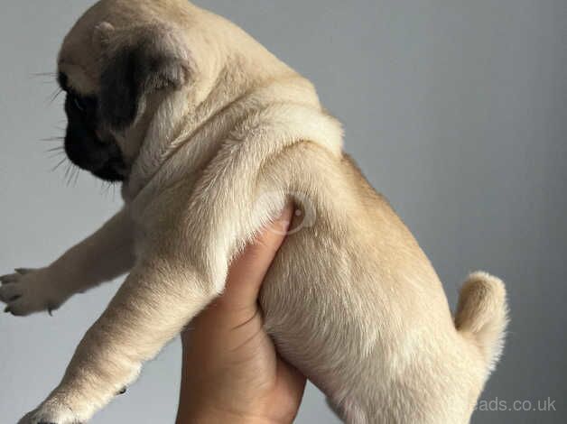 *Ready Now* Gorgeous KC Girl Pug Puppy for sale in Colchester, Essex - Image 5