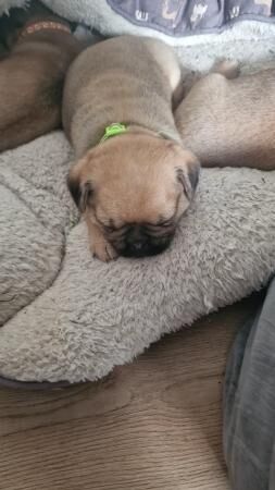 Ready now jug puppy male for sale in Skelmersdale, Lancashire