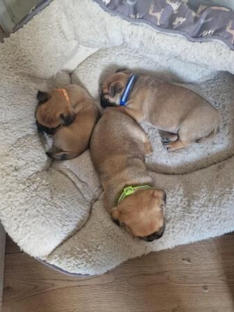 Ready now jug puppy male for sale in Skelmersdale, Lancashire - Image 2