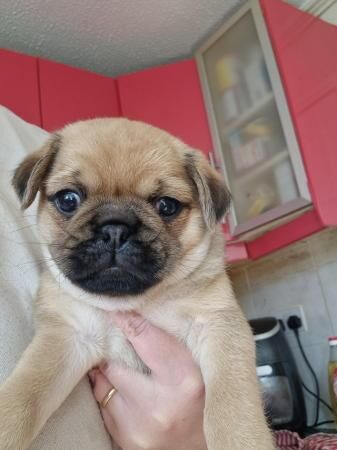 Ready now jug puppy male for sale in Skelmersdale, Lancashire - Image 3