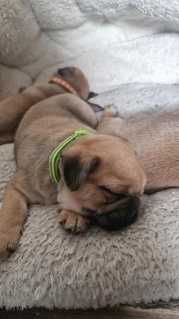 Ready now jug puppy male for sale in Skelmersdale, Lancashire - Image 4