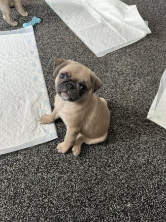 Ready to leave now Pug puppies for sale in Telford, Shropshire - Image 1